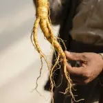 Yellow Shatavari Root Powder  Womens Wellness & Hormonal Balance  CuroHerb